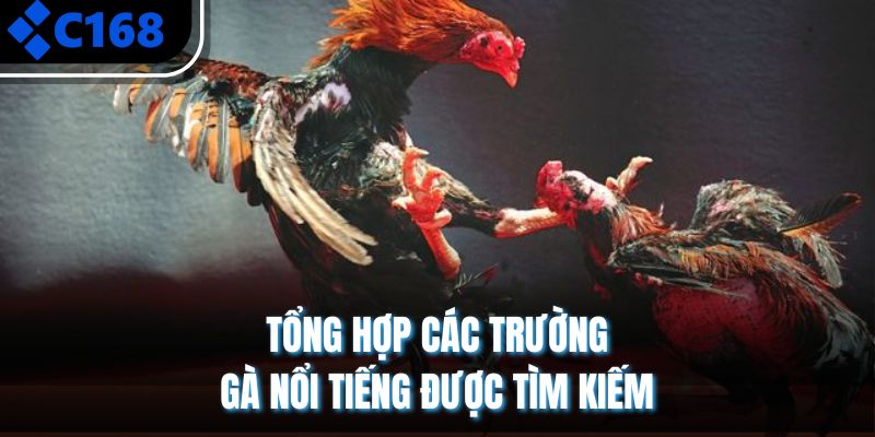 Tổng hợp các trường gà nổi tiếng được tìm kiếm